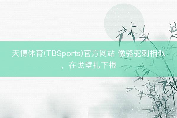 天博体育(TBSports)官方网站 像骆驼刺相似，在戈壁扎下根