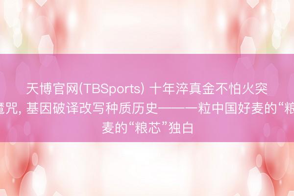 天博官网(TBSports) 十年淬真金不怕火突破育种魔咒， 基因破译改写种质历史——一粒中国好麦的“粮芯”独白