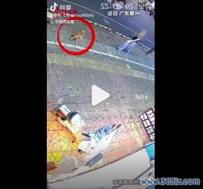 奶牛猫护同伴冲出去资历小狗